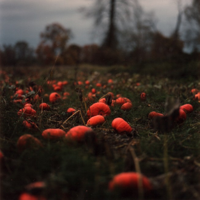 Art and Documentary Photography - Loading 8of20-davidson-pumkins.jpg