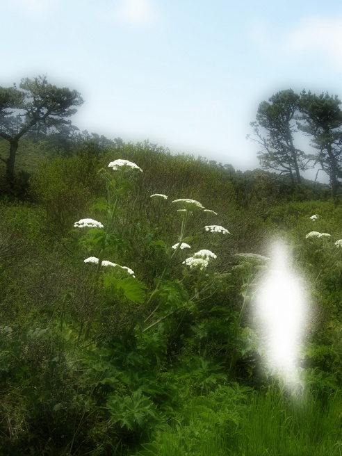 Blossom.jpg
