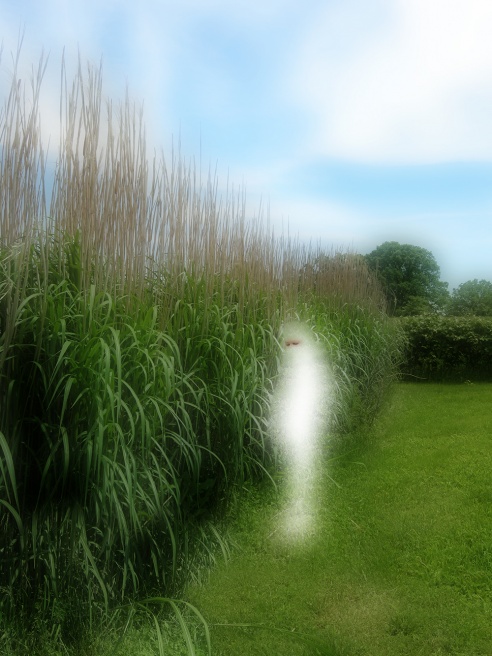 Silent Spring.jpg