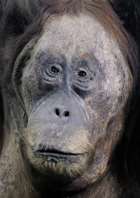 Art and Documentary Photography - Loading orangutan_FINAL 2.jpg