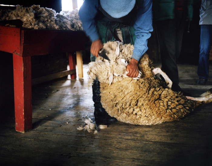 Art and Documentary Photography - Loading Travel_30_Sheep_Shearing_Patagonian_Estancia_Argentina.jpg