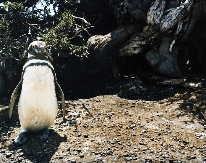 Art and Documentary Photography - Loading Travel_40_magellanic_penguin_punta_tombo_argentina.jpg
