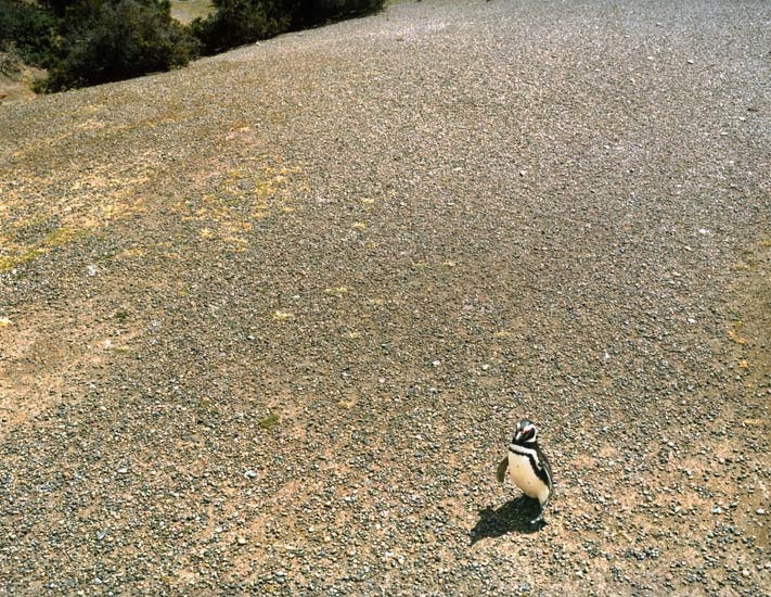 Art and Documentary Photography - Loading Travel_42_magellanic_penguin_punta_tombo_argentina.jpg