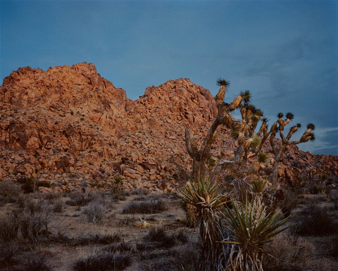 Art and Documentary Photography - Loading Travel_44_Joshua_tree_California.jpg