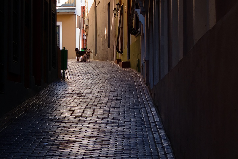 Art and Documentary Photography - Loading callejon-perros-1W.jpg