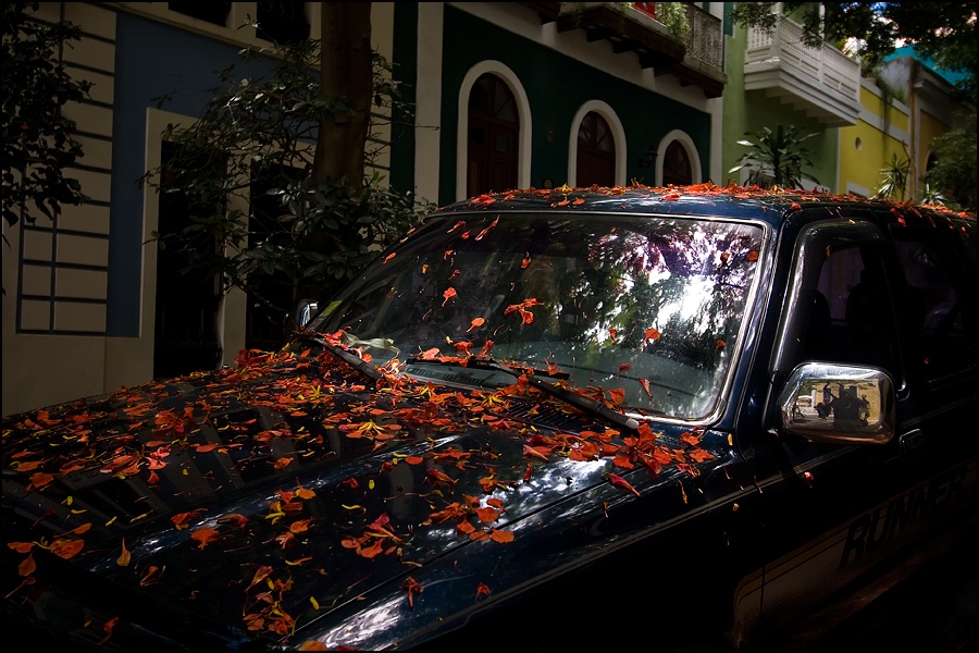 Art and Documentary Photography - Loading carro-flamboyanW.jpg