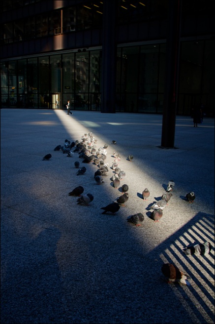 Art and Documentary Photography - Loading palomas-rayo-de-solW.jpg