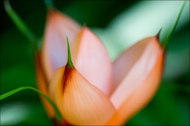 Art and Documentary Photography - Loading flor-hoja-2W.jpg