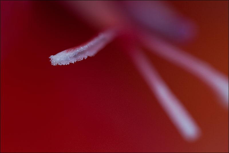Art and Documentary Photography - Loading antera-en-focoW.jpg