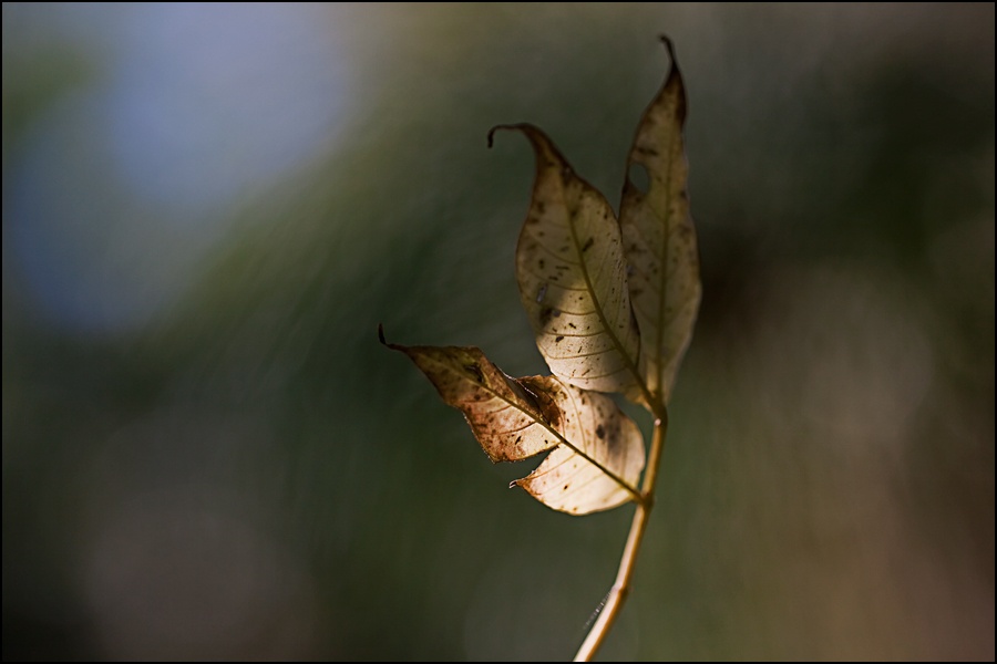 Art and Documentary Photography - Loading tres-hojasW.jpg