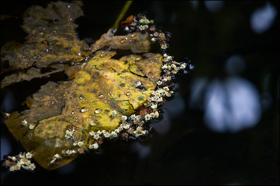 Art and Documentary Photography - Loading Hoja-agua2W copy.jpg