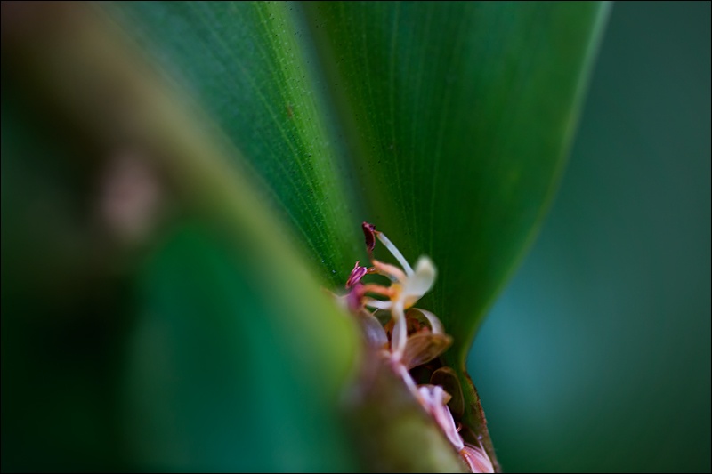 Art and Documentary Photography - Loading florecitas-atrapadas-en-hojaW.jpg