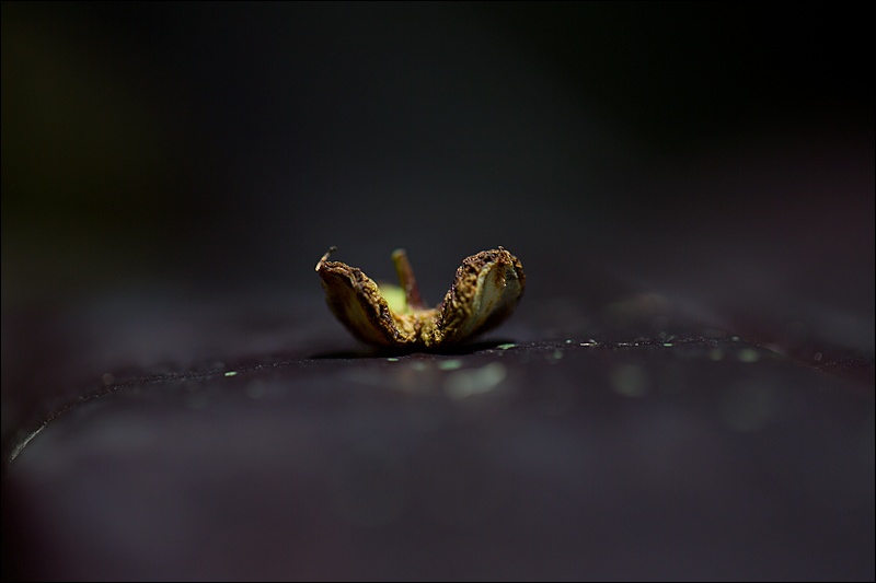 Art and Documentary Photography - Loading samilla-abierta-en-hoja-violetaW.jpg
