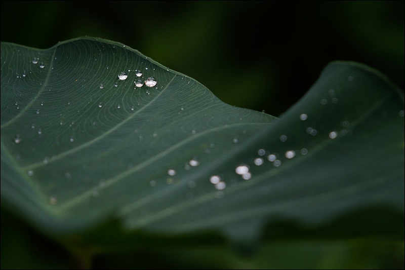 Art and Documentary Photography - Loading gotas-en-hojaW.jpg