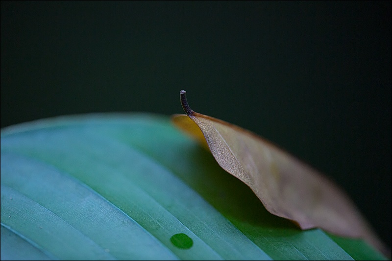Art and Documentary Photography - Loading hoja-encima-de-hojaW.jpg