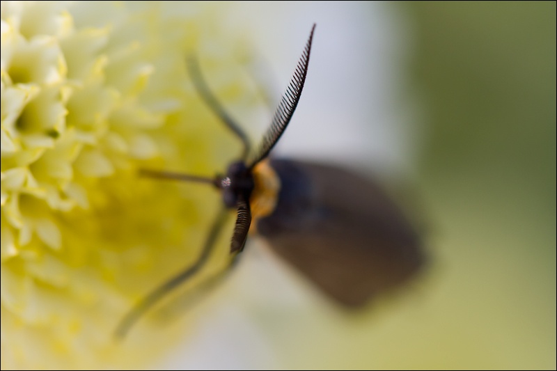 Art and Documentary Photography - Loading Chic-antena-insecto-1W.jpg