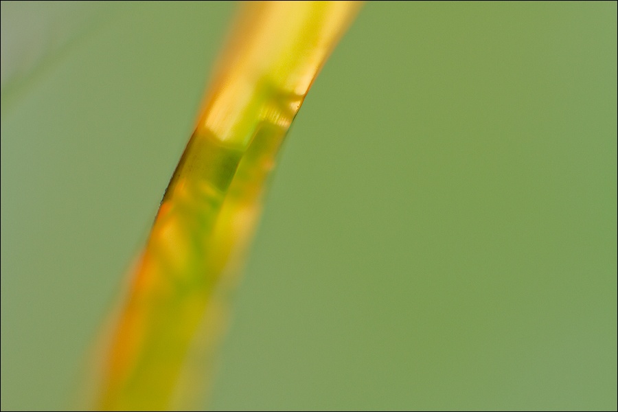 Art and Documentary Photography - Loading blade-amarilloW.jpg