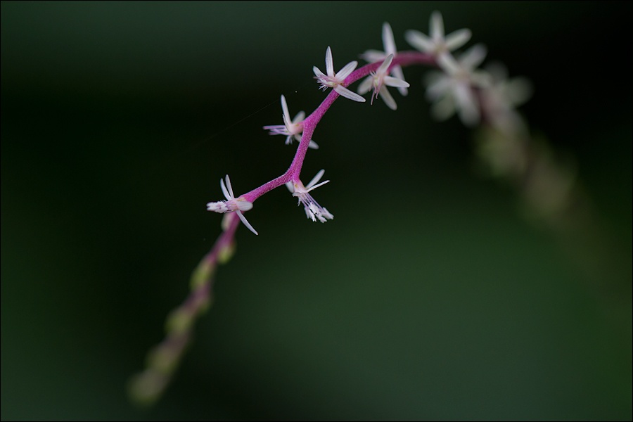 Art and Documentary Photography - Loading flores-blancas-tallo-magentaW.jpg