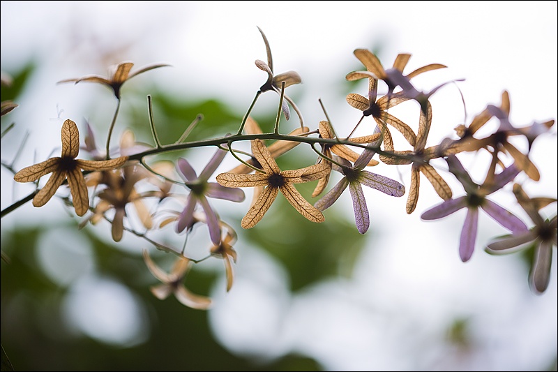 Art and Documentary Photography - Loading flores-a-contraluzW.jpg
