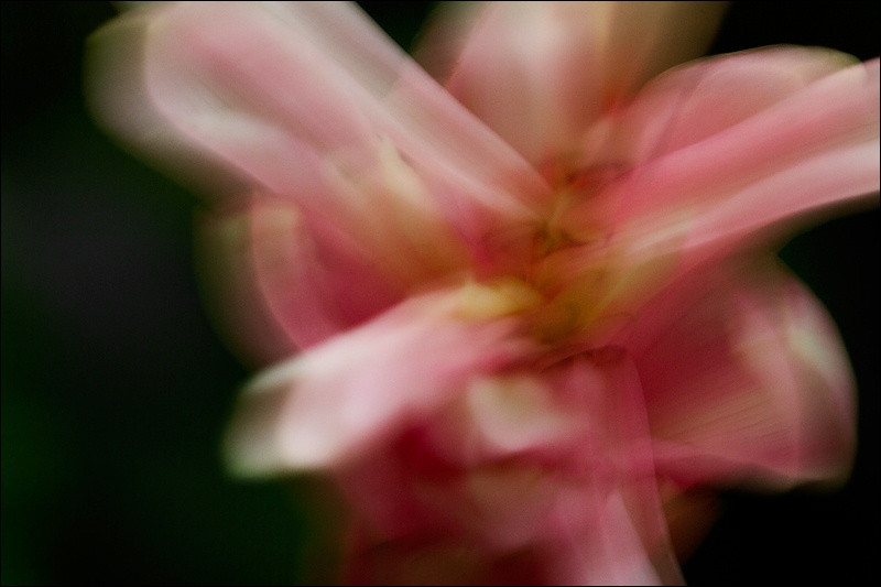 Art and Documentary Photography - Loading flor-de-cerca-fuera-de-foco-2W.jpg