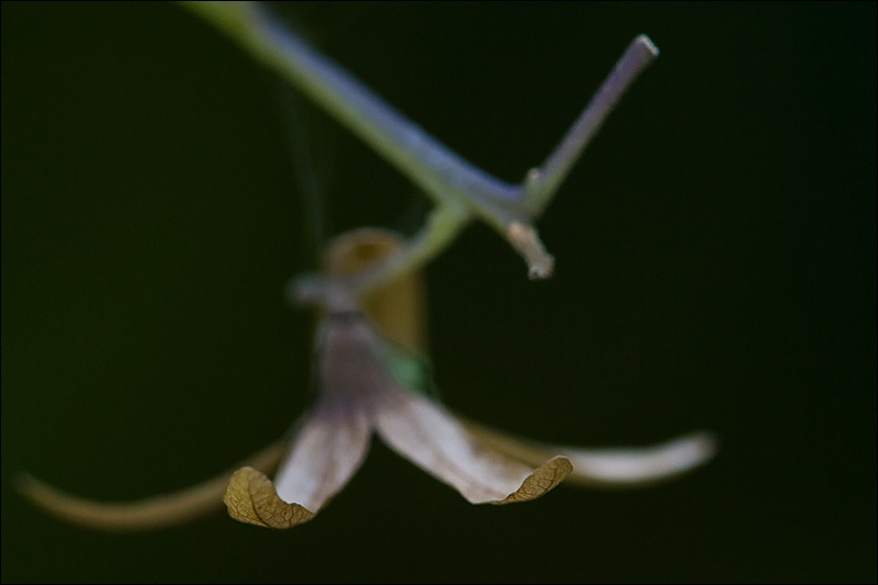 Art and Documentary Photography - Loading flor-violeta-amarilla-1AW.jpg