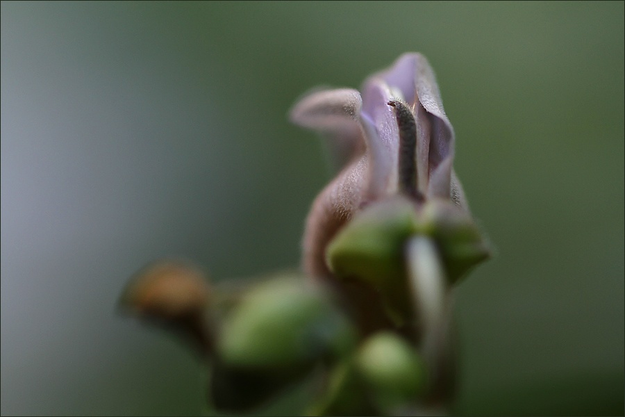 Art and Documentary Photography - Loading flor-pistilo-oscuroW.jpg
