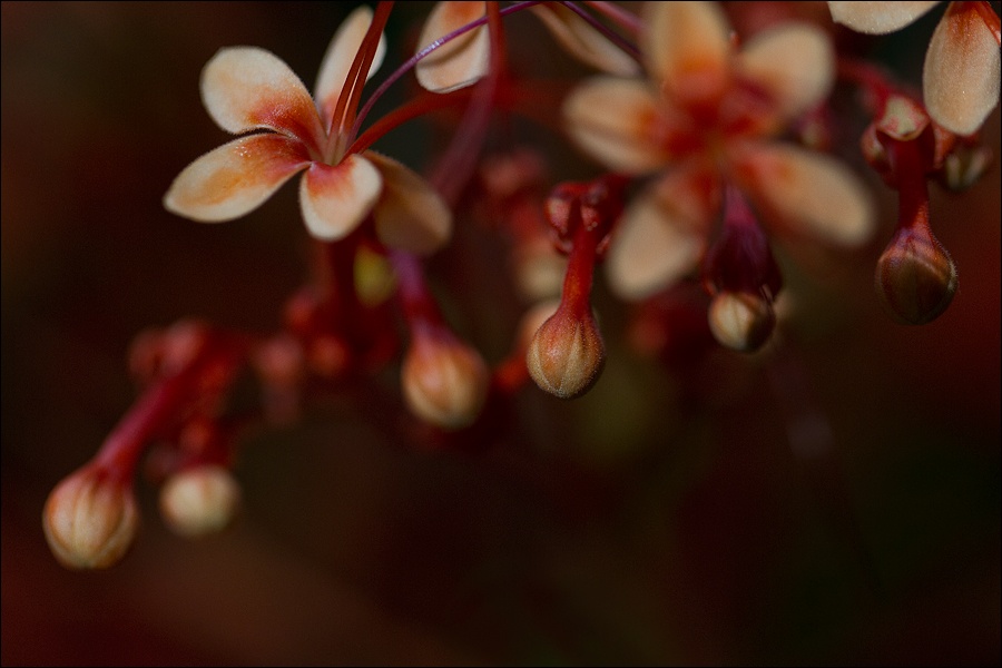 Art and Documentary Photography - Loading flores-y-bulbos-rojosW.jpg