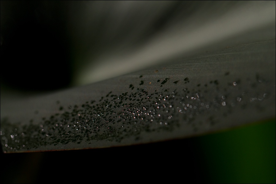 Art and Documentary Photography - Loading gotas-en-hoja-2W.jpg