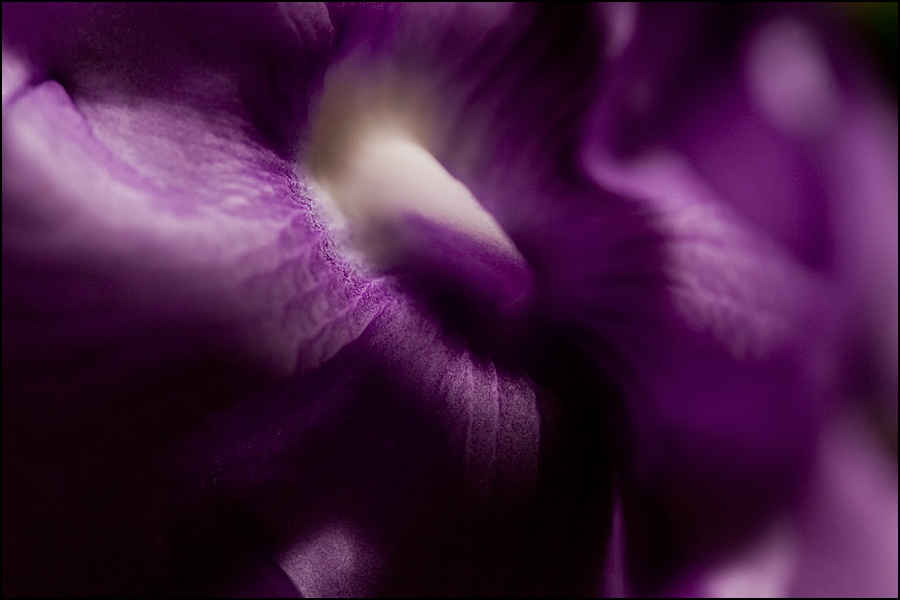Art and Documentary Photography - Loading flor-magenta-3W.jpg