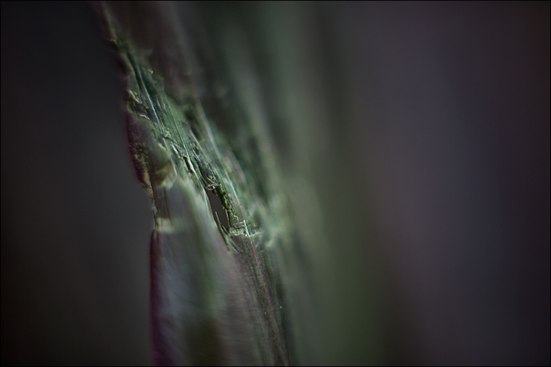 Art and Documentary Photography - Loading hoja-rotaW.jpg