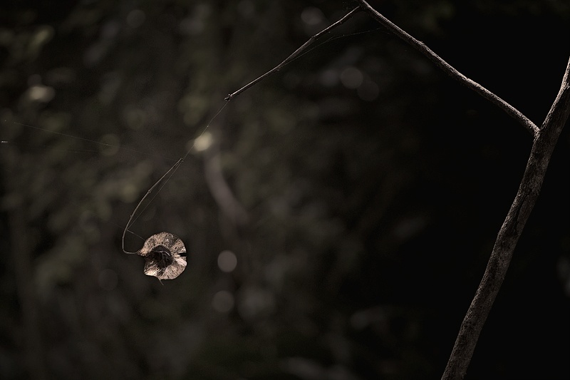 Art and Documentary Photography - Loading hoja-seca-colgando-duplexW.jpg