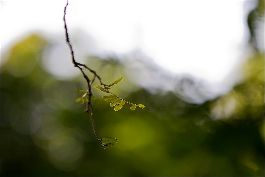 Art and Documentary Photography - Loading hojitasW.jpg