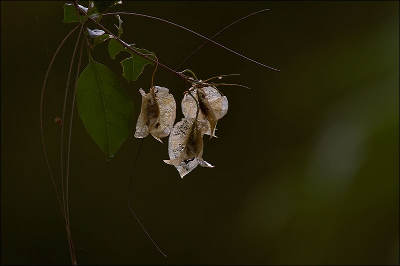 Art and Documentary Photography - Loading hojas-trinitaria-secas-1-Modif.jpg