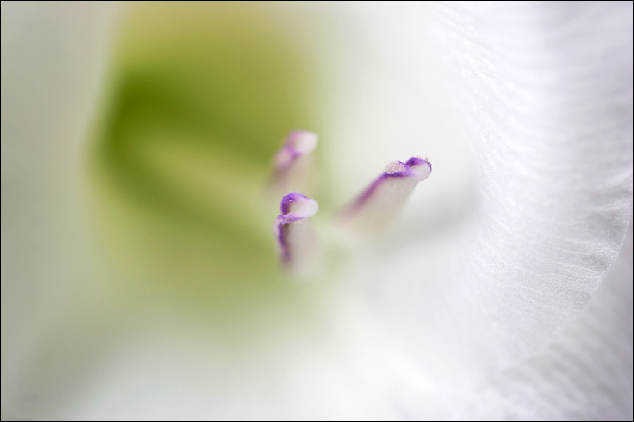 Art and Documentary Photography - Loading InocenciasWWW copy.jpg