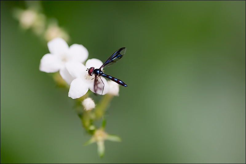 Art and Documentary Photography - Loading mosquita-en-flor-blancaW.jpg
