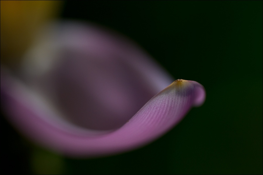 Art and Documentary Photography - Loading petalo-platanoW copy.jpg