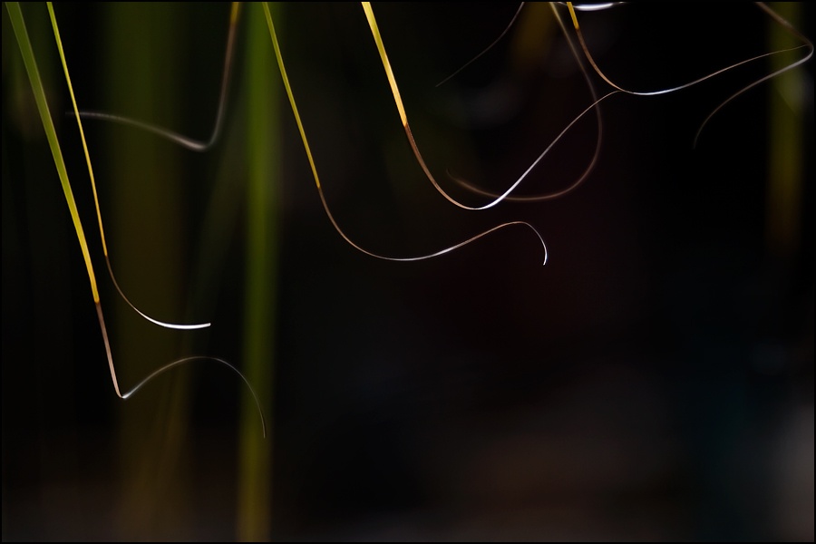 Art and Documentary Photography - Loading puntas-1W.jpg