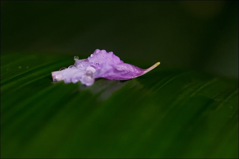 Art and Documentary Photography - Loading petalo-en-hoja-1W.jpg
