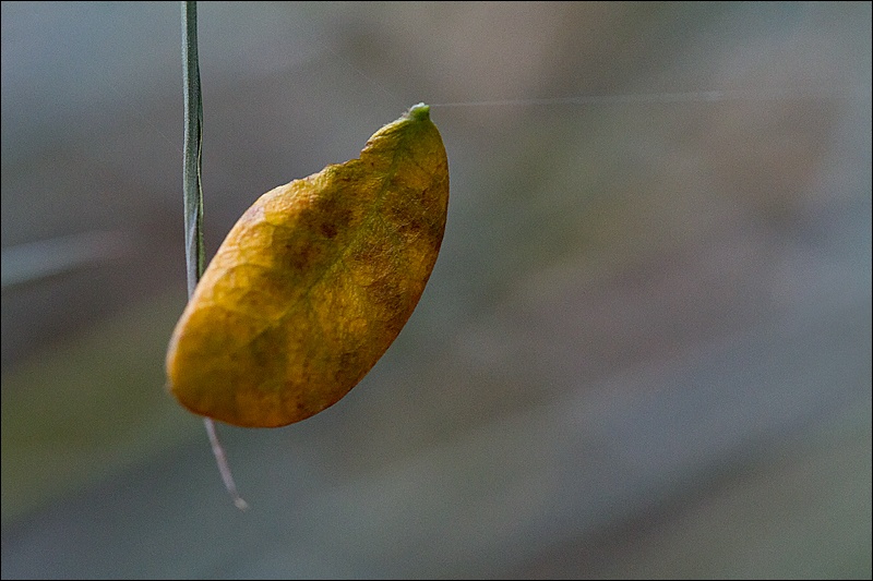 Art and Documentary Photography - Loading hoja-colgada-de-telaranaW.jpg