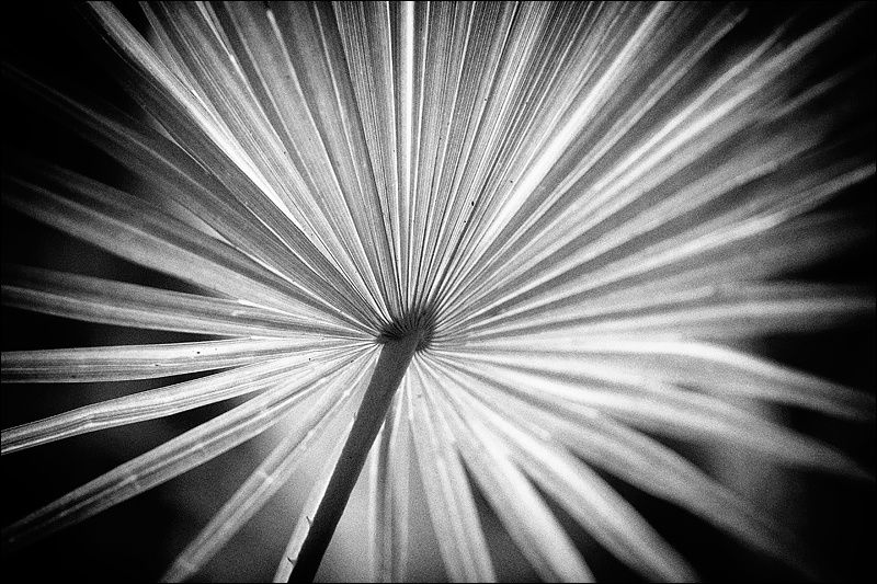Art and Documentary Photography - Loading abanicoW.jpg