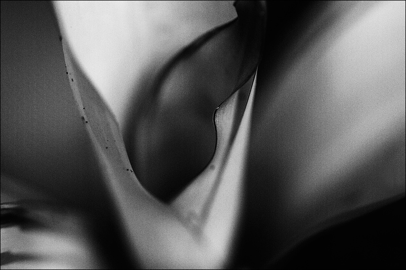 Art and Documentary Photography - Loading hoja-doblada-BW-HCw.jpg