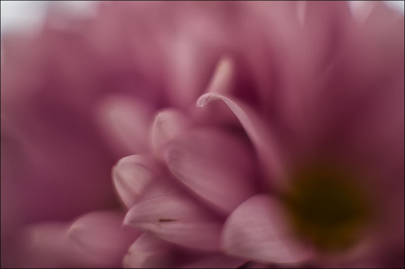Art and Documentary Photography - Loading petalos-floresW.jpg