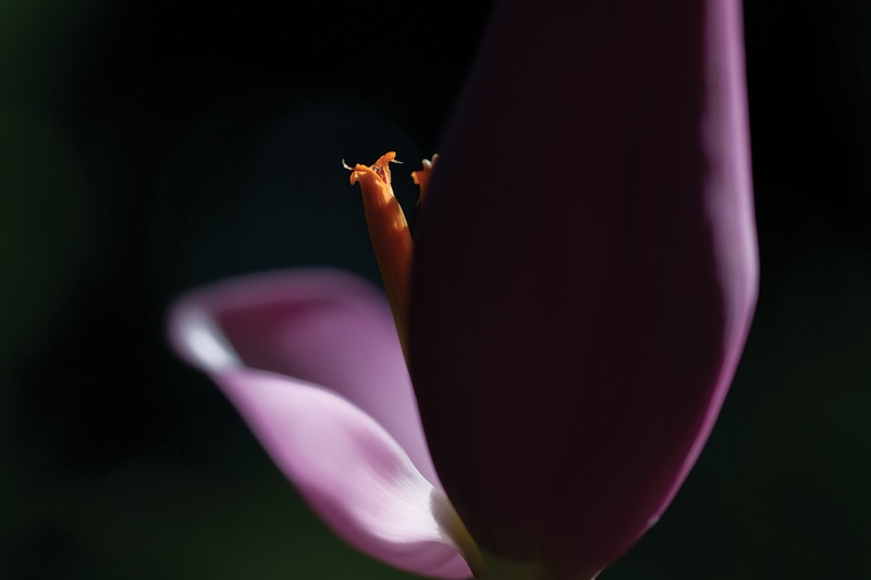 Art and Documentary Photography - Loading Flower-1,-San-Juan,-2010-W.jpg