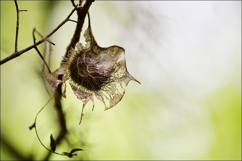 Art and Documentary Photography - Loading semilla-pterocarpus-1W.jpg