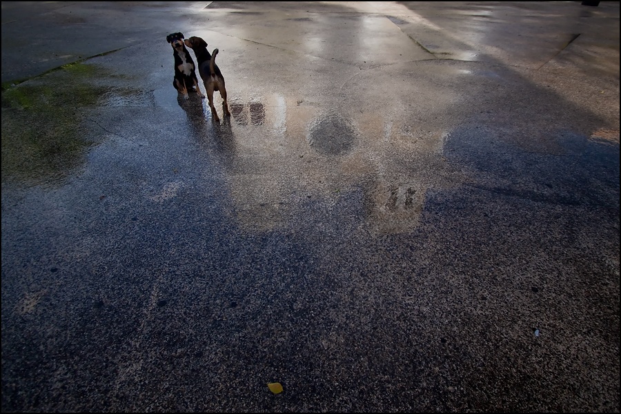 Art and Documentary Photography - Loading perros-catedralW.jpg
