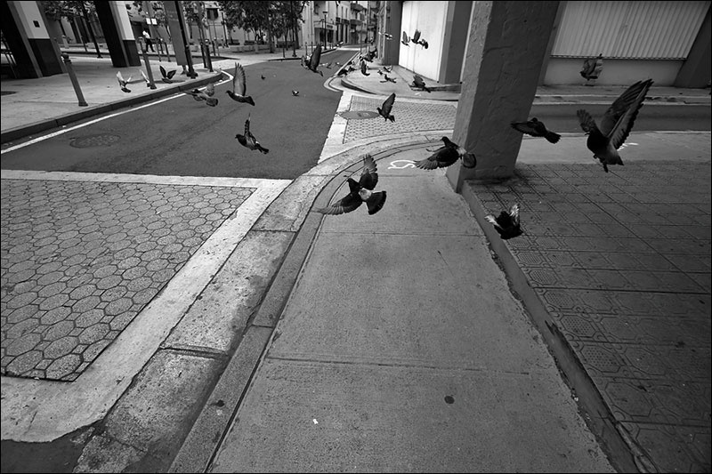 Art and Documentary Photography - Loading palomas-volando-BWw.jpg