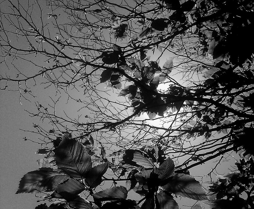 Art and Documentary Photography - Loading IMAG0114gs.jpg