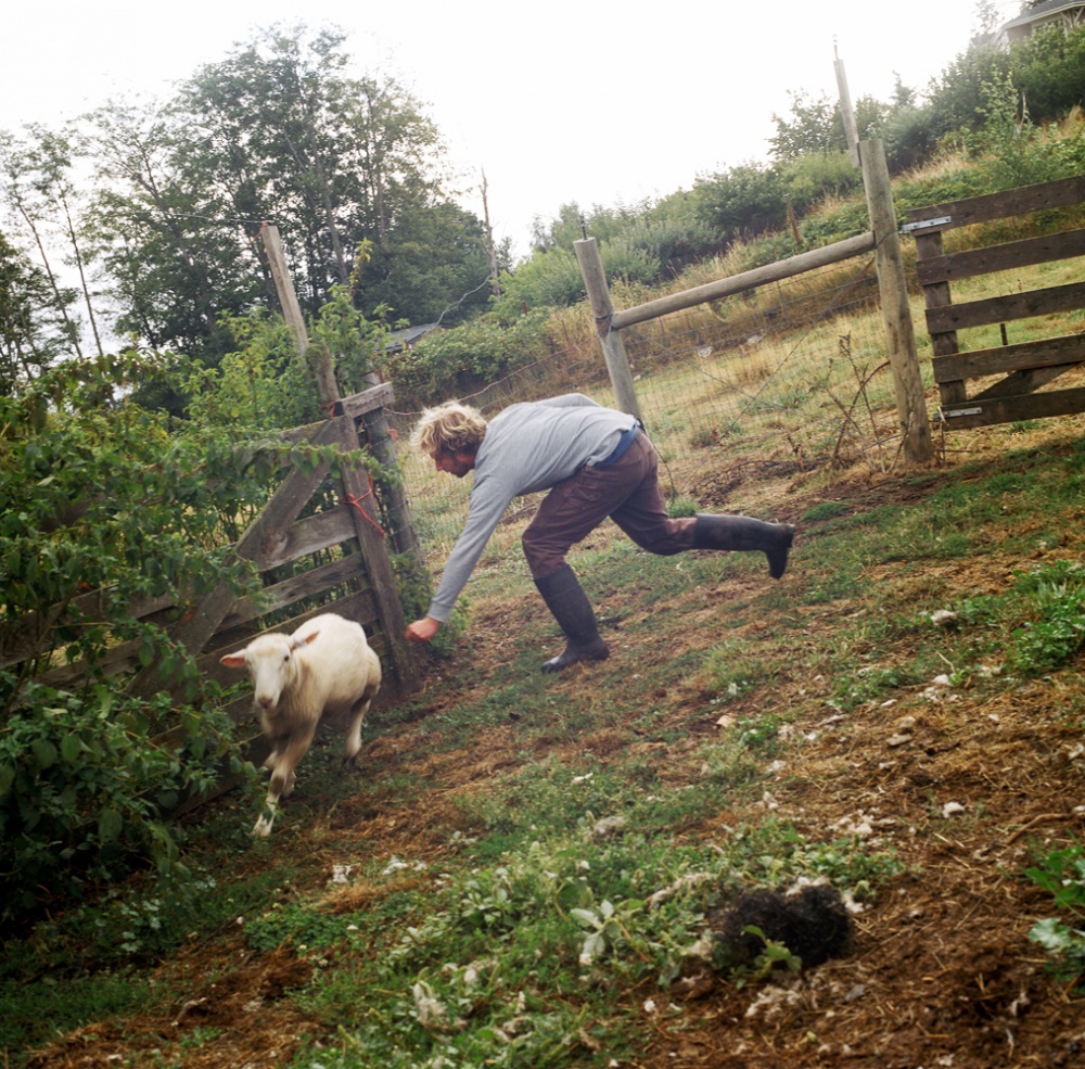 Art and Documentary Photography - Loading 03CatchingSheep.jpg