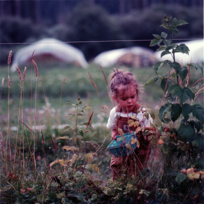 Art and Documentary Photography - Loading 21davidson-raspberries.jpg