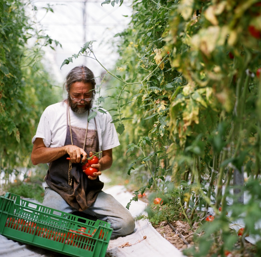 Art and Documentary Photography - Loading 44TomatoPruining.jpg